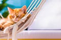 A Cute Red Cat Sleeps on a Light Fabric Hammock on a Tropical Background. AI