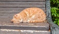 A cute red cat sleeps on an old wooden bench in the park, curled up Royalty Free Stock Photo