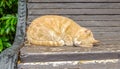 A cute red cat sleeps on an old wooden bench in the park, curled up Royalty Free Stock Photo