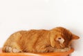 Cute red cat sleeps on a shelf on a white background. Cozy home decor. The cat hid its face in its paws. Royalty Free Stock Photo