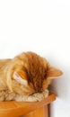 Cute red cat sleeps on a shelf on a white background. Cozy home decor. The cat hid its face in its paws Royalty Free Stock Photo