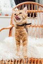 cute red cat standing on rocking chair