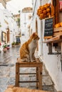 Cute red cat on the street of Rhodes island, Greece Royalty Free Stock Photo