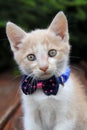 Cute red cat with tie Royalty Free Stock Photo