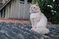 Cute red cat on tiled roof of old house Royalty Free Stock Photo