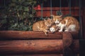 Cute red cats family together with kitten resting on wooden logs in rural countryside village in vintage rustic style