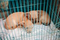 Cute red Chihuahua puppies in steel cage Royalty Free Stock Photo