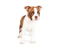 Cute Red Color Boston Terrier Puppy
