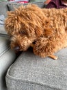 A cute red colored Cavapoo puppy eating a treat Royalty Free Stock Photo