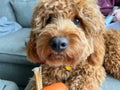 A cute red colored Cavapoo puppy eating a treat Royalty Free Stock Photo