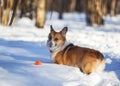 Cute red Corgi dog puppy is walking in the winter Sunny Park having fun running through the snow and playing ball Royalty Free Stock Photo