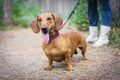 Cute red dachshund on a leash walks with the owner in a park amongst green trees outdoors