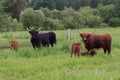 Cute red and dark Scottish Highland hairy cows standing in field with their calves staring shyly