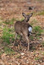 Red deer Cervus elaphus looking back over his back Royalty Free Stock Photo