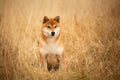cute red dog breed Shiba inu sitting in the field. Beautiful japanese shiba inu female in autumn