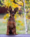 Cute red dog posing on a wooden bench in the autumn background. A small puppy sits with raised ears on the street. Royalty Free Stock Photo