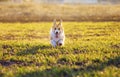 Cute red dog puppy Corgi runs merrily on green grass in spring Sunny Park funny sticking out his tongue and throwing up little