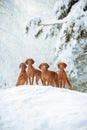 Cute red dog visla sitting in the snow, portrait