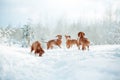 Cute red dog visla sitting in the snow, portrait