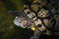 Cute red-eared slider turtle swimming in a pond. Royalty Free Stock Photo