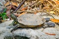 Cute red-eared slider turtle resting on the rock.