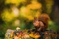 Cute red Eurasian squirrel in a forest on a sunny day Royalty Free Stock Photo