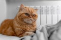 A cute red Exotic cat is lying on the bed. A beautiful portrait of a pet. The concept of domestic animals. Selective focus Royalty Free Stock Photo