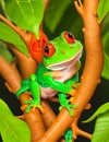 cute and red-eyed frog clinging to a tree Royalty Free Stock Photo