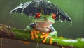 Little green tree frog sheltering from rain under umbrella