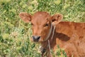 Cute red fluffy calf portrait Royalty Free Stock Photo