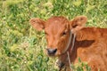 Cute red fluffy calf portrait Royalty Free Stock Photo