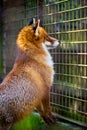 Cute red fox in the cage