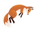 Cute red fox jumping. Cartoon animal character design. Forest animal. Flat vector illustration isolated on white background Royalty Free Stock Photo
