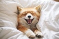 Cute red fox lies on the bed under peach blanket. Exotic domestic pet. Lazy sunny morning concept.