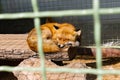 Red fox sleeping in zoo in cage Royalty Free Stock Photo