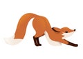 Cute red fox is stretching on four legs. Cartoon animal character design. Forest animal. Flat  illustration isolated on Royalty Free Stock Photo