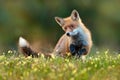 Cute Red Fox, Vulpes vulpes in fall forest. Beautiful animal in the nature habitat. Wildlife scene from the wild nature. Fox Royalty Free Stock Photo