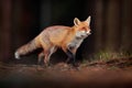 Cute Red Fox, Vulpes vulpes in fall forest. Beautiful animal in the nature habitat. Wildlife scene from the wild nature. Fox Royalty Free Stock Photo