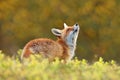 Cute Red Fox, Vulpes vulpes in fall forest. Beautiful animal in the nature habitat. Wildlife scene from the wild nature. Fox Royalty Free Stock Photo