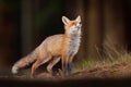 Cute Red Fox, Vulpes vulpes in fall forest. Beautiful animal in the nature habitat. Wildlife scene from the wild nature. Fox Royalty Free Stock Photo