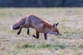 Cute Red Fox, Vulpes vulpes in fall forest. Beautiful animal in the nature habitat Royalty Free Stock Photo