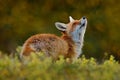 Cute Red Fox, Vulpes vulpes, at green forest with flowers Royalty Free Stock Photo