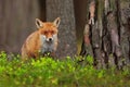 Cute Red Fox, Vulpes vulpes, at green forest. Wildlife scene from nature. Royalty Free Stock Photo