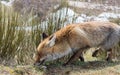 Cute red fox (Vulpes vulpes) tracking Royalty Free Stock Photo