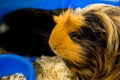A cute red guinea pig. Close up photo Royalty Free Stock Photo