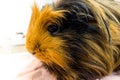 A cute red guinea pig. Close up photo Royalty Free Stock Photo