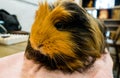 A cute red guinea pig. Close up photo Royalty Free Stock Photo