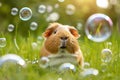 Cute red guinea pig play with bubbles on green grass in the garden. Playing with pets concept