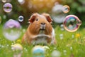 Cute red guinea pig play with bubbles on green grass in the garden. Playing with pets concept