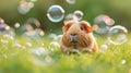 Cute red guinea pig play with bubbles on green grass in the garden. Playing with pets concept